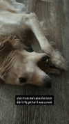 vampirec0wgirl Altpins Profile Picture