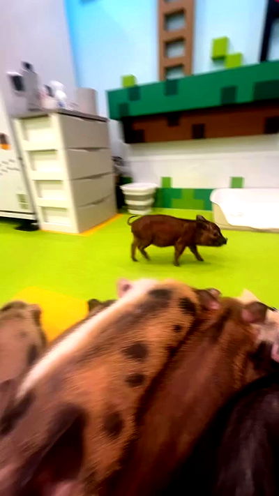 zommmbri zommmbri archive video