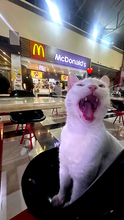 littlelital_ littlelital_ archive video