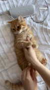 ivy.owowo Altpins Profile Picture
