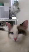 pixieonyxx Altpins Profile Picture