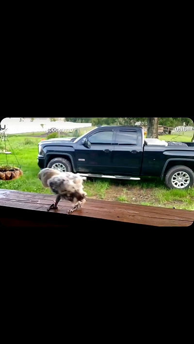 lilith.hecate lilith.hecate archive video