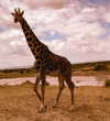 lizakovalenkoo Altpins Profile Picture