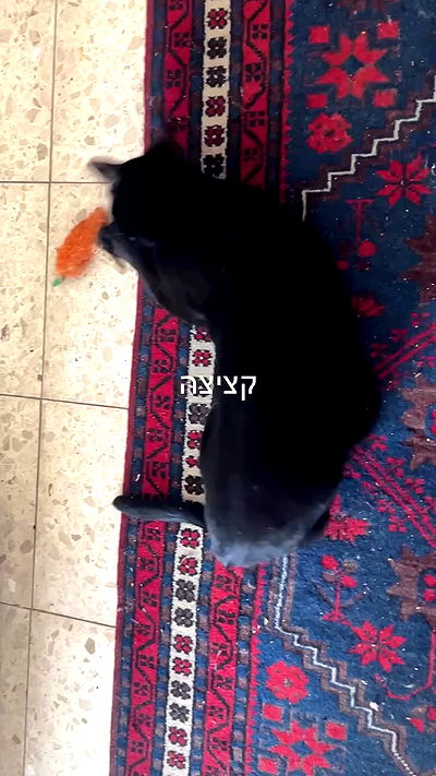 feelbetterinmysweater feelbetterinmysweater archive video