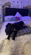 sydney_melman Altpins Profile Picture