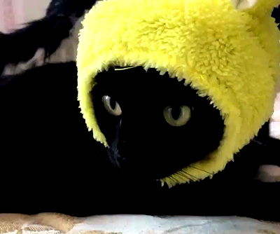 iluvmeww iluvmeww archive video