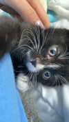 sydney_melman Altpins Profile Picture