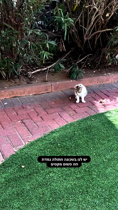 mishel116 mishel116 archive video