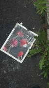 c3nere_ Altpins Profile Picture