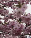 candy_balll Altpins Profile Picture