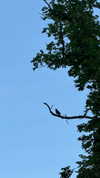 cellow111 Altpins Profile Picture