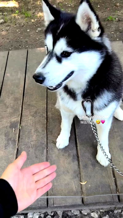 ninja.vi ninja.vi archive video