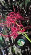 zz.eazoning Altpins Profile Picture