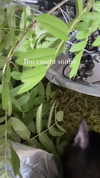 candy_balll Altpins Profile Picture