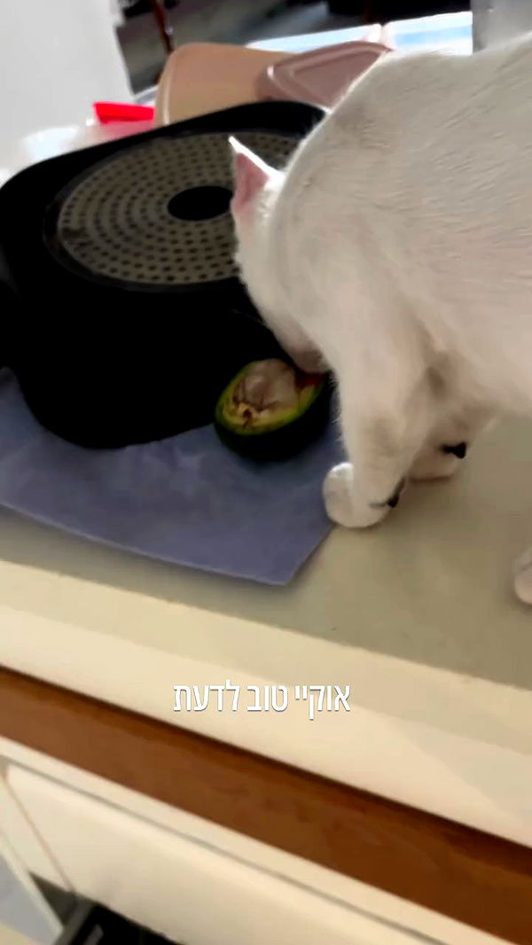 natalllluli archive video preview