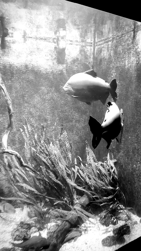 romy_ayalla_lavi archive video preview