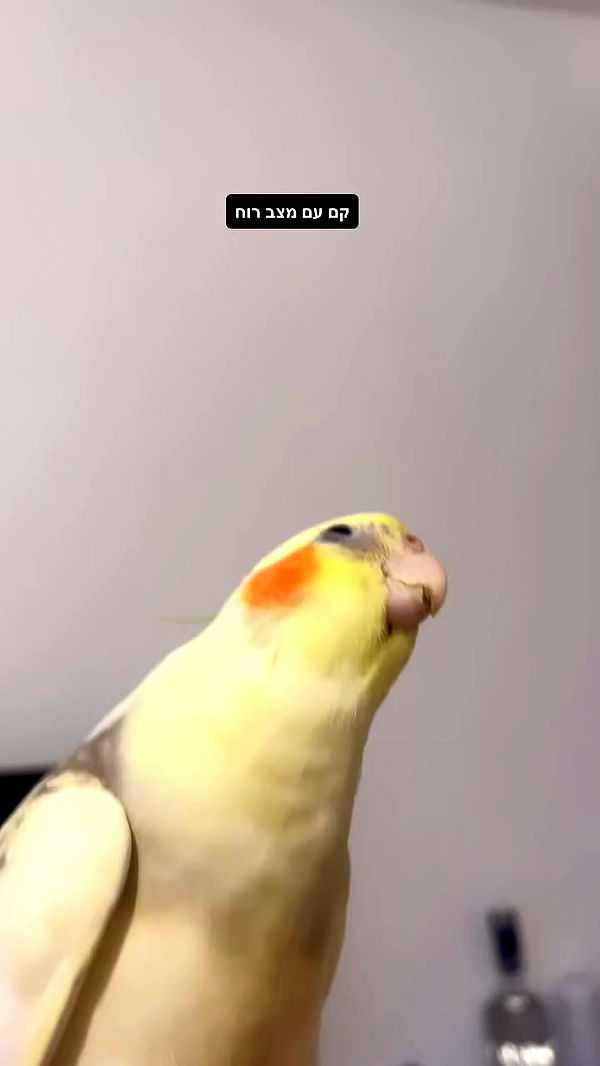 tinapavlov.sky archive video preview