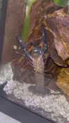 novahnovielli Altpins Profile Picture
