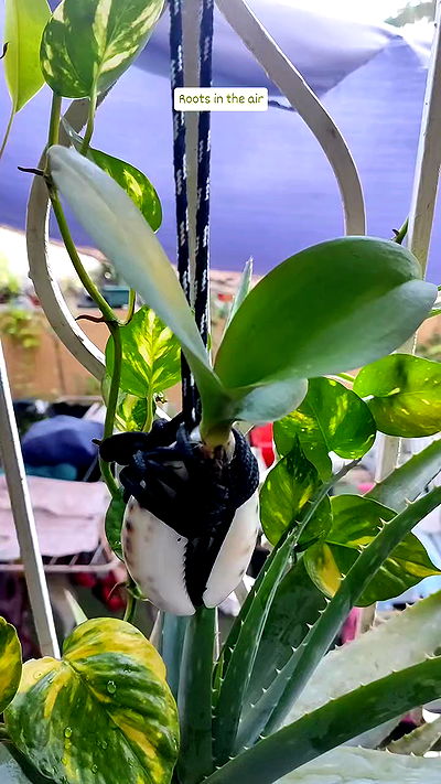 1justsabi 1justsabi archive video