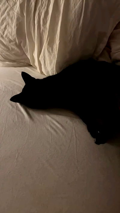 little.warren_ little.warren_ archive video