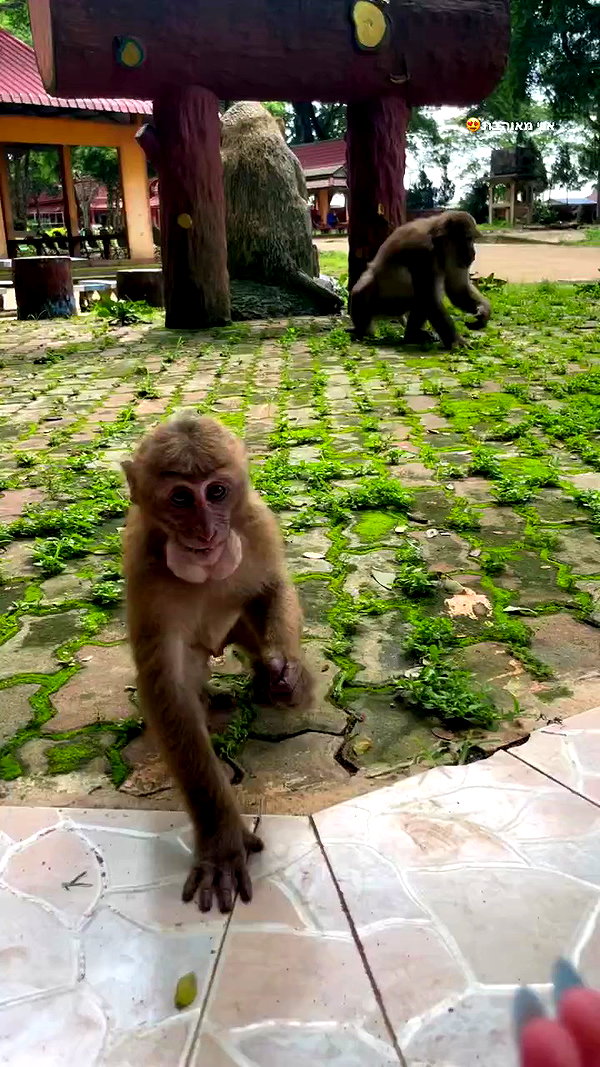 amit.yaron archive video preview