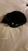 sydney_melman Altpins Profile Picture