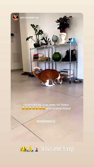 iambohema.v2 iambohema.v2 archive video