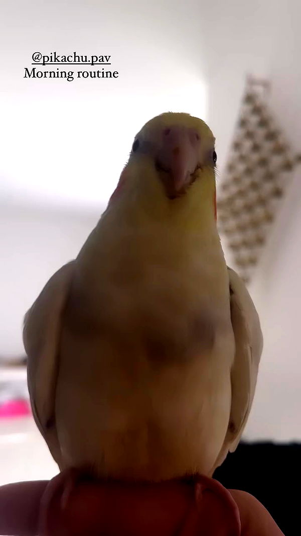 tinapavlov.sky archive video preview