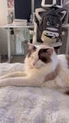 pixieonyxx Altpins Profile Picture