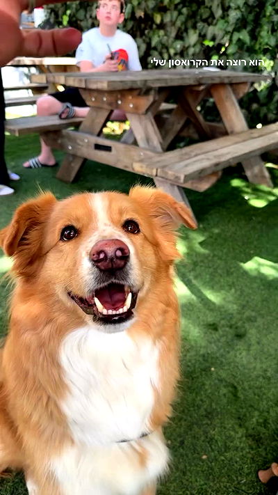 biton__adi biton__adi archive video