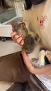 kitsunee.___ Altpins Profile Picture