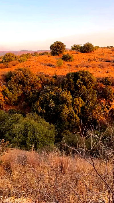 iambohema.v2 iambohema.v2 archive video