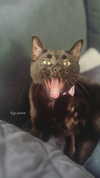 porcelainpixi Altpins Profile Picture