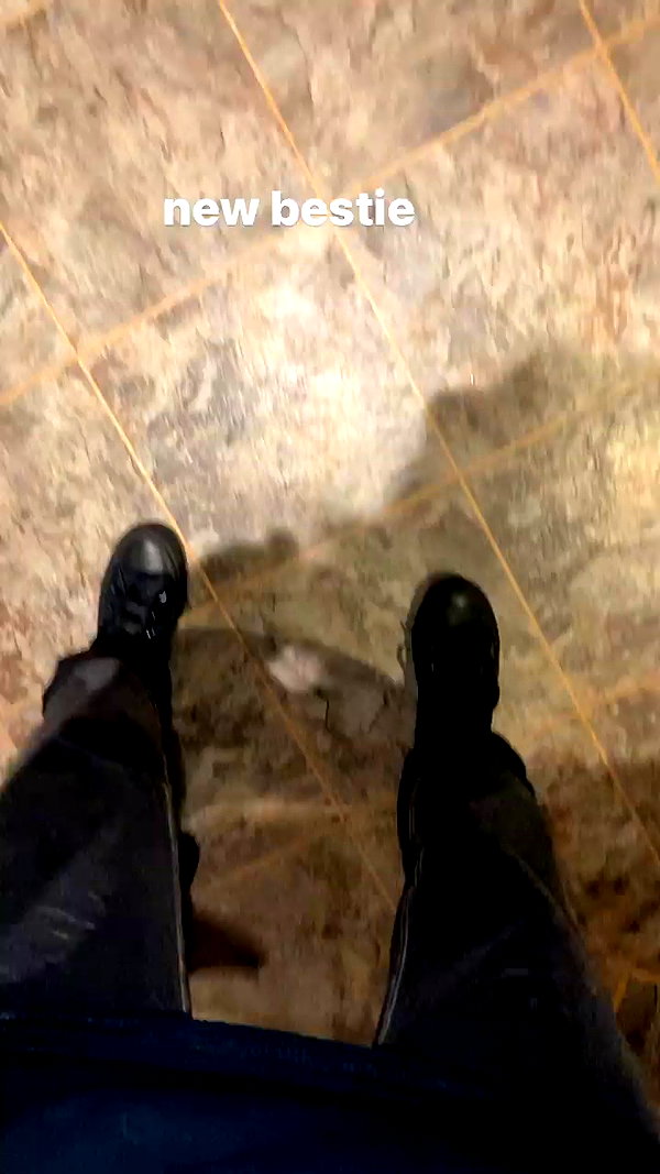 zaperwave archive video preview
