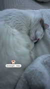 pixieonyxx Altpins Profile Picture