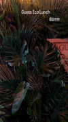 minicuta Altpins Profile Picture