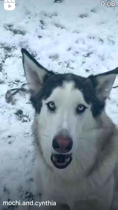 _animechika_ _animechika_ archive video