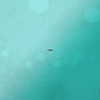 belok_bero Altpins Profile Picture