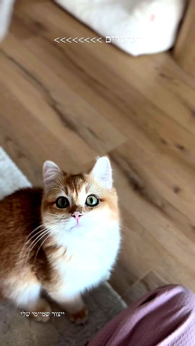 itsilanosh itsilanosh archive video