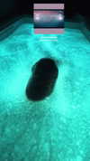 _laleonetti_ Altpins Profile Picture