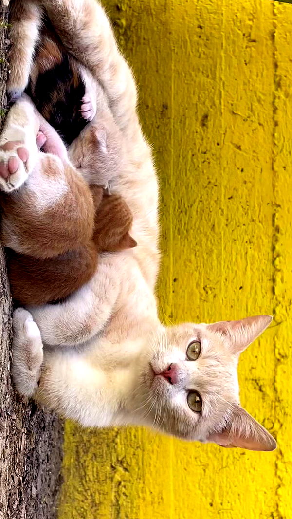 efrat_elmalich archive video preview