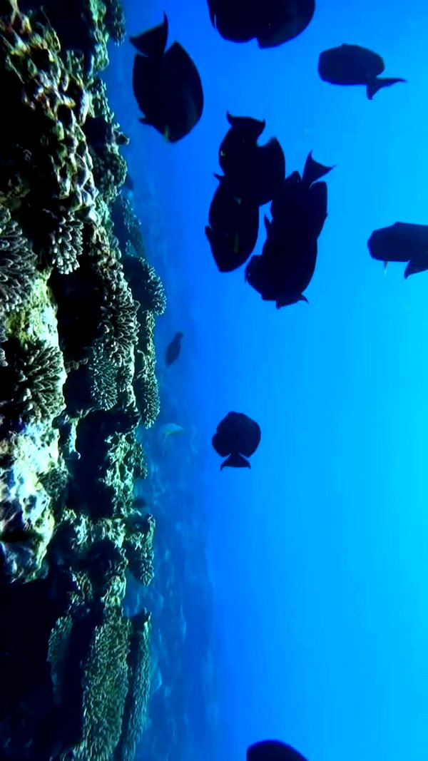 noa_mendel_ archive video preview