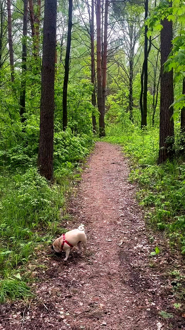 nyityam archive video preview