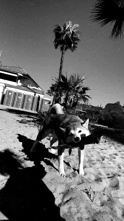 zommmbri zommmbri archive video