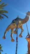 diana_tal_ Altpins Profile Picture