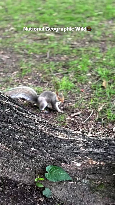 biton__adi biton__adi archive video