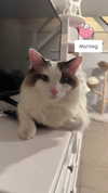 pixieonyxx Altpins Profile Picture