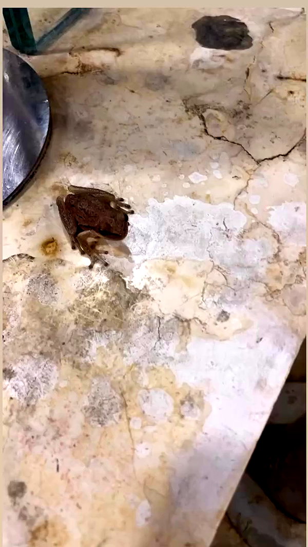 osher_yakir archive video preview