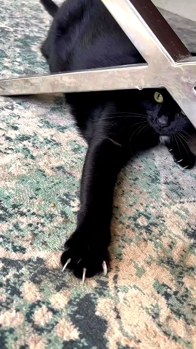 hellokittyangel666 hellokittyangel666 archive video