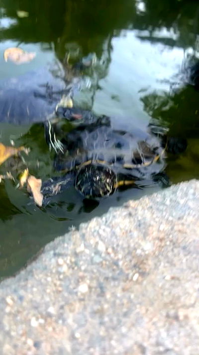 zommmbri zommmbri archive video